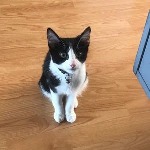 Meet your Posher, Veishali